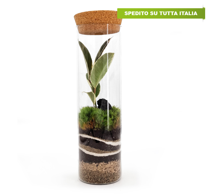 Terrarium con Ficus Tineke, pianta unica in vaso alto e stretto, valorizzata da eleganti stratificazioni naturali.